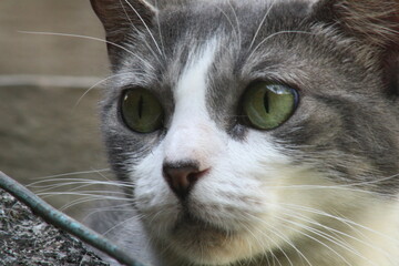 Mirada de gato