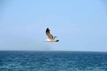 Seagull Flying in the Blue Sky