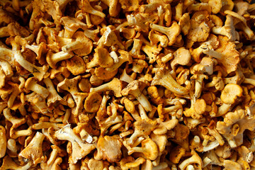 Chanterelles. Forest mushrooms as a background image.