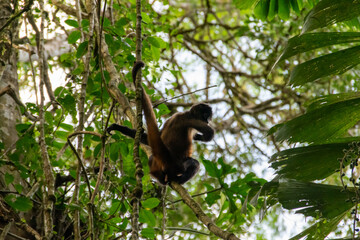 spider monkey in Costa Rica.