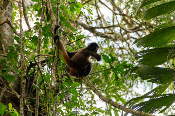 spider monkey in Costa Rica.