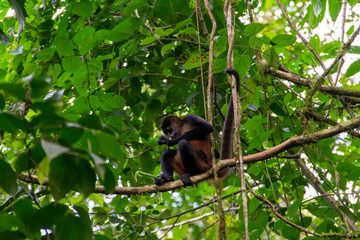 spider monkey in Costa Rica.