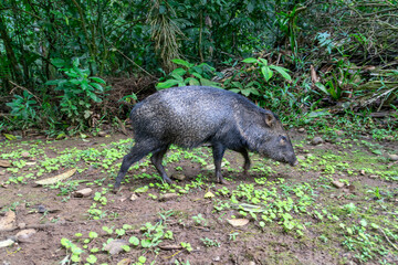 Wild boar in Costa Rica. Peccary. Tayassu tajacui