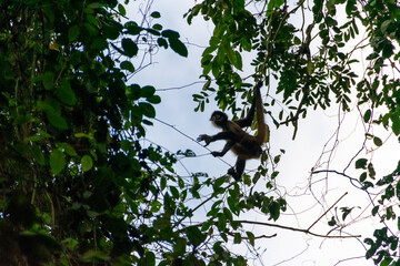 spider monkey in Costa Rica.