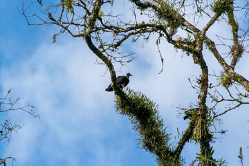 Birds of Costa Rica
Perched high in a tree.