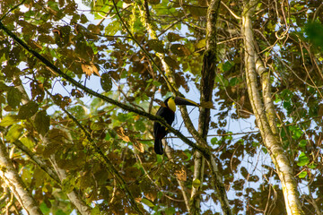 Birds of Costa Rica .Chestnut-mandibled Toucan