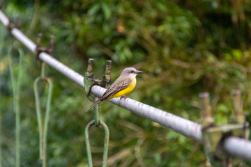 Birds of Costa Rica. Great Kiskadee