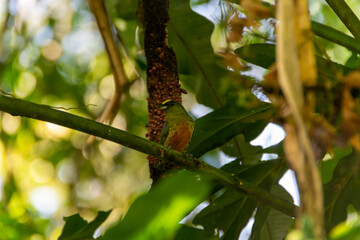 Birds of Costa Rica
The head is yellow and the belly is orange.