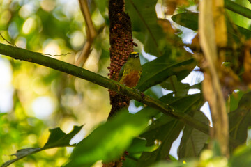 Birds of Costa Rica
The head is yellow and the belly is orange.