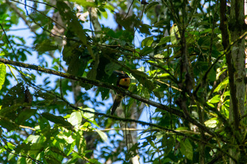 Birds of Costa Rica .Chestnut-mandibled Toucan