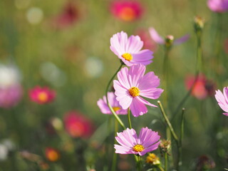 Cosmos flower pink color springtime in garden on blurred of nature background