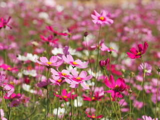 Obraz na płótnie Canvas Cosmos flower pink color springtime in garden on blurred of nature background