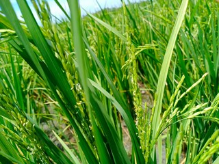 green grass background