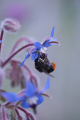 bumblebee