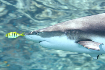 Blacktip Reef Shark with Pilotfish