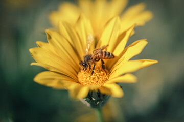 Bee on Bright Yellow Flower