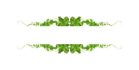 Green leaves nature frame border of devil's ivy or golden pothos the tropical foliage plant on white background