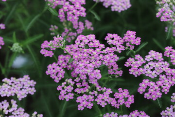 ノコギリソウのピンク色の花