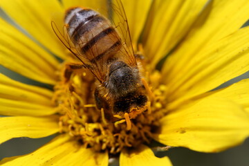 Bee on Bright Yellow Flower