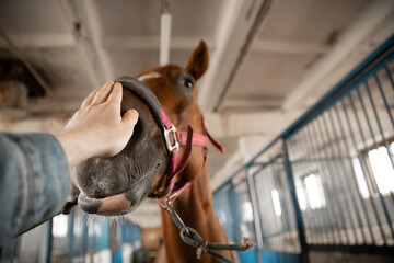 Horseman man stroking nose of brown horse, puts bridle face