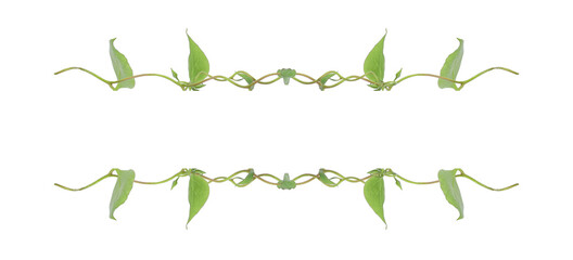 Green leaves nature frame border of devil's ivy or golden pothos the tropical foliage plant on white background