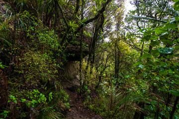 Forest trail in Dome Forest (New Zealand)