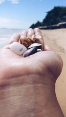 Mano con caracoles en la playa, se ve agua y arena de fondo