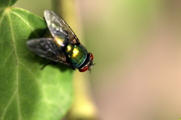 Closeup of a fly on a green leaf