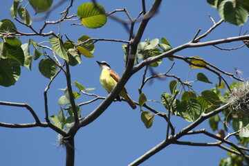 Atrapamoscas posado en árbol