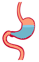 Fototapeta premium stomach with water
