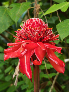 Red Torch Ginger Flower (Etlingera elatior 'Red Torch').