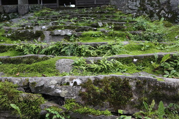 stone path in the garden