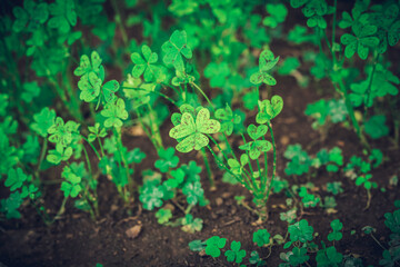 Field of Shamrocks