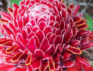 Red Torch Ginger Flower (Etlingera elatior 'Red Torch').