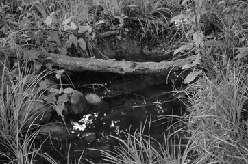 dry grass in the forest