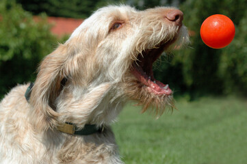 White-orange spinone dog graps a flying orange ball thrown from a flyball machine