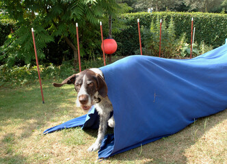 German wirehaired pointer on an agility lane, here seen coming out of a cloth tunnel.