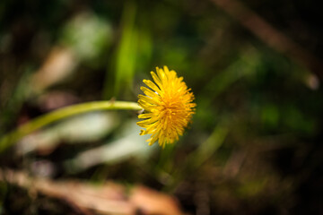 A Single Yellow Flower, California