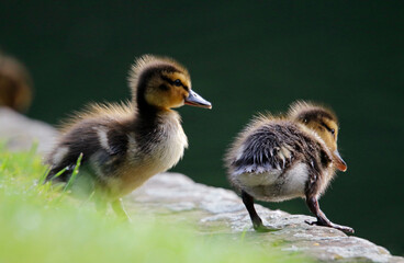 Mallard ducklings out exploring the river