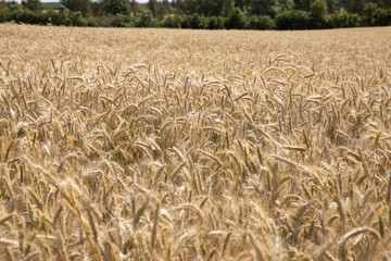 Wheat fields in the summer 