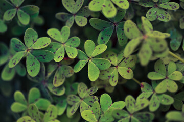 Field of Shamrocks