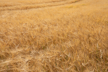 wheat field with blue sky and clouds