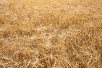 wheat field with blue sky and clouds
