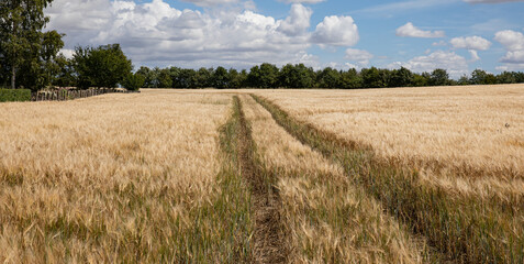 Fototapeta na wymiar wheat field with blue sky and clouds