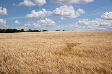 wheat field with blue sky and clouds