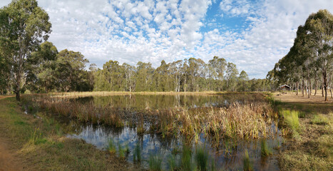 Beautiful panoramic view of a pond with wild grass, tall trees in the background and a deep blue...
