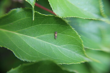 Zünsler oder Motte auf Kiwiblatt