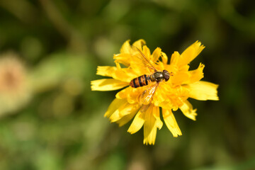 Hoverfly on a bloom in the nature