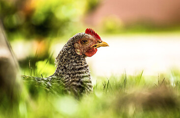 chicken on grass