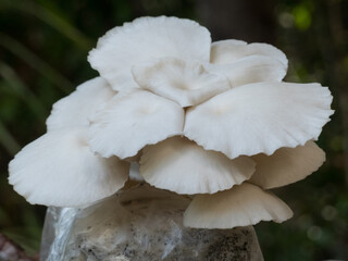 Cultivated Oyster Mushrooms (Pleurotus ostreatus).